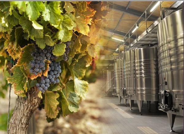 Bunches of grapes